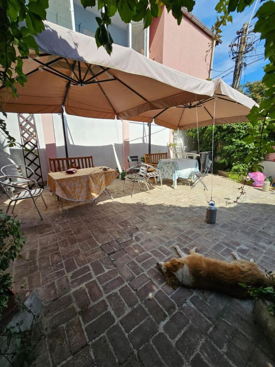 Vila Flavia B&B Κονστάντζα Εξωτερικό φωτογραφία